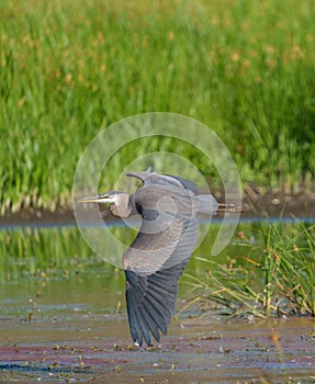 Great blue heron gliding in marsh