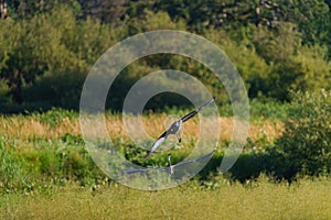 Great blue heron gliding in marsh