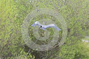 Great blue heron gliding in marsh