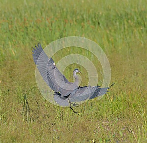 Great blue heron gliding in marsh