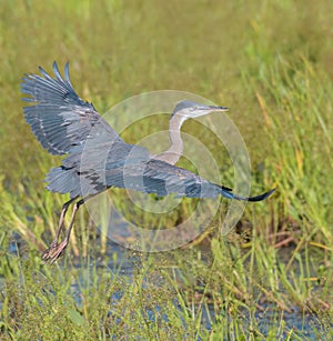 Great blue heron gliding in marsh