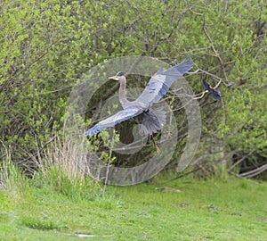 Great blue heron gliding in marsh