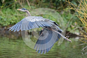 Great blue heron gliding in marsh