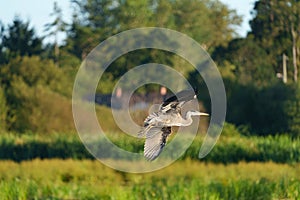 Great blue heron gliding in marsh