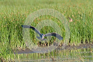 Great blue heron gliding in marsh