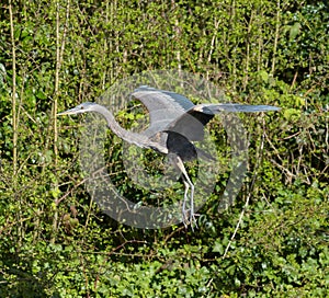 Great blue heron gliding in marsh