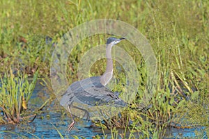 Great blue heron gliding in marsh