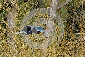 Great blue heron gliding in marsh