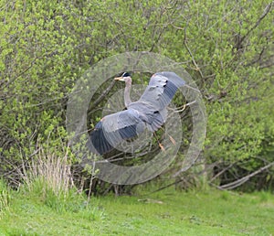 Great blue heron gliding in marsh