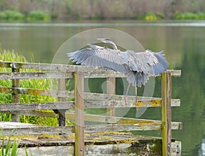 Great blue heron gliding in marsh