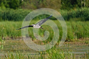 Great blue heron gliding in marsh