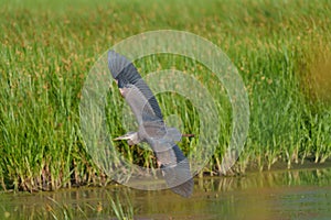 Great blue heron gliding in marsh