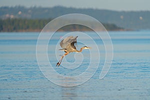 Great blue heron gliding at seaside