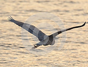 Great blue heron gliding at seaside