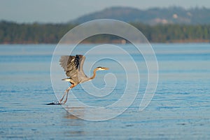 Great blue heron gliding at seaside