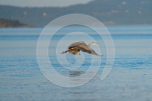 Great blue heron gliding at seaside