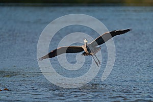 Great blue heron gliding at seaside