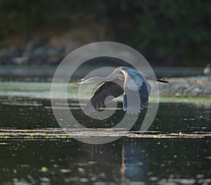 Great blue heron gliding at seaside