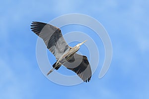 Great blue heron gliding in the sky