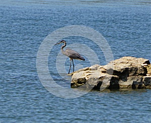 The great blue Heron on the Grapevine Lake in Texas.