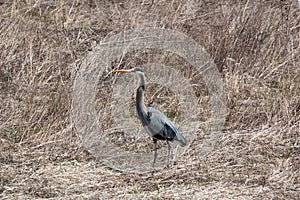 Great Blue Heron in the Grass