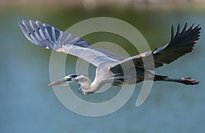 Great Blue Heron img