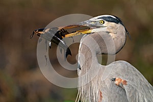 Great Blue Heron