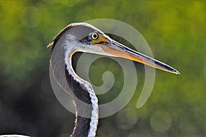 Great Blue Heron with green backgound