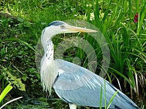 Great Blue Heron with green background looks to the rear photo