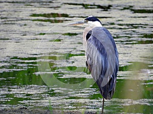 Great Blue Heron in green marsh water Montezuma National Wildlife Refuge