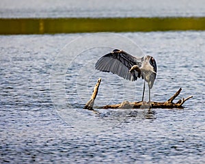 Great Blue Heron grooming his wing feathers