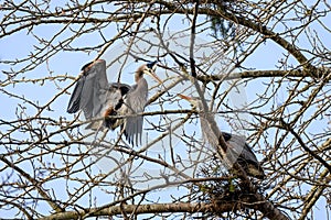 Great Blue Heron handing off a twig to itâ€™s mate for nest building in the spring, Marymoor Park, Redmond, WA