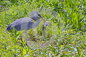 Great Blue Heron With Speared Catfish