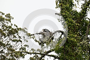 Great blue heron hatchlings, 11.