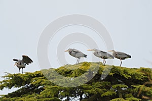 Great blue heron have a group meeting on top of the tree