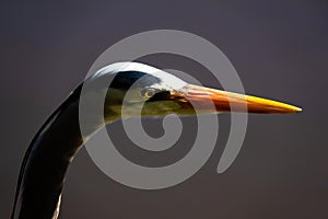 Great blue heron head close up