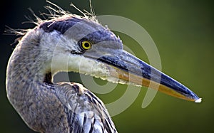 Great Blue Heron Head Shot