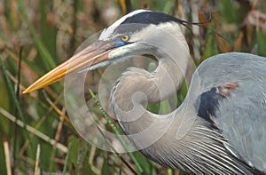 A Great Blue Heron.