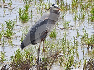 Great Blue Heron, A. herodias