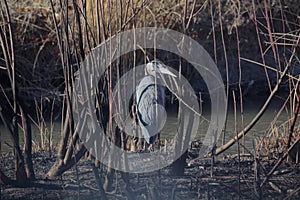 Great Blue Heron hides in the tall weeds in Bosque del Apache refuge