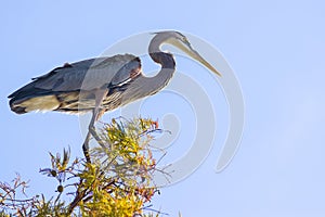 Great Blue Heron High Up In A Tree