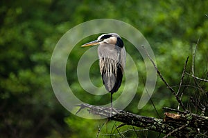 Great Blue Heron Holly Springs NC