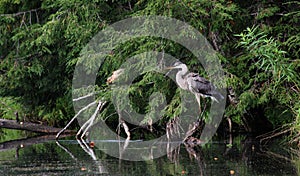 Great Blue Heron Horizontal Shoreline Shot