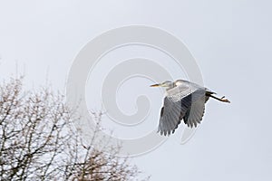 A great blue heron on the hunt