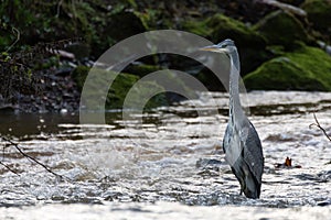 A great blue heron on the hunt