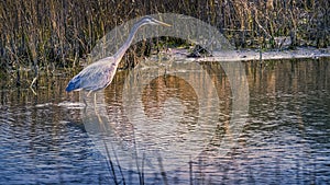 Great Blue Heron on the Hunt for Next Meal