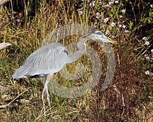 Great blue heron hunting