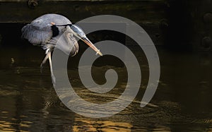 Great Blue Heron Hunting As the Light Turns Golden