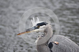 Great Blue Heron Hunting For Fish