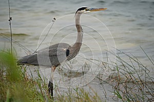 Great Blue Heron hunting in the Florida Everglades